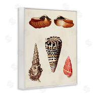 G.W. Knorr | Antique Spiral Sea Shells