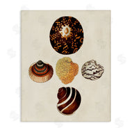 G.W. Knorr | Antique Round Patterned Sea Shells