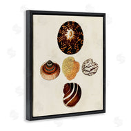 G.W. Knorr | Antique Round Patterned Sea Shells