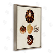 G.W. Knorr | Antique Round Patterned Sea Shells