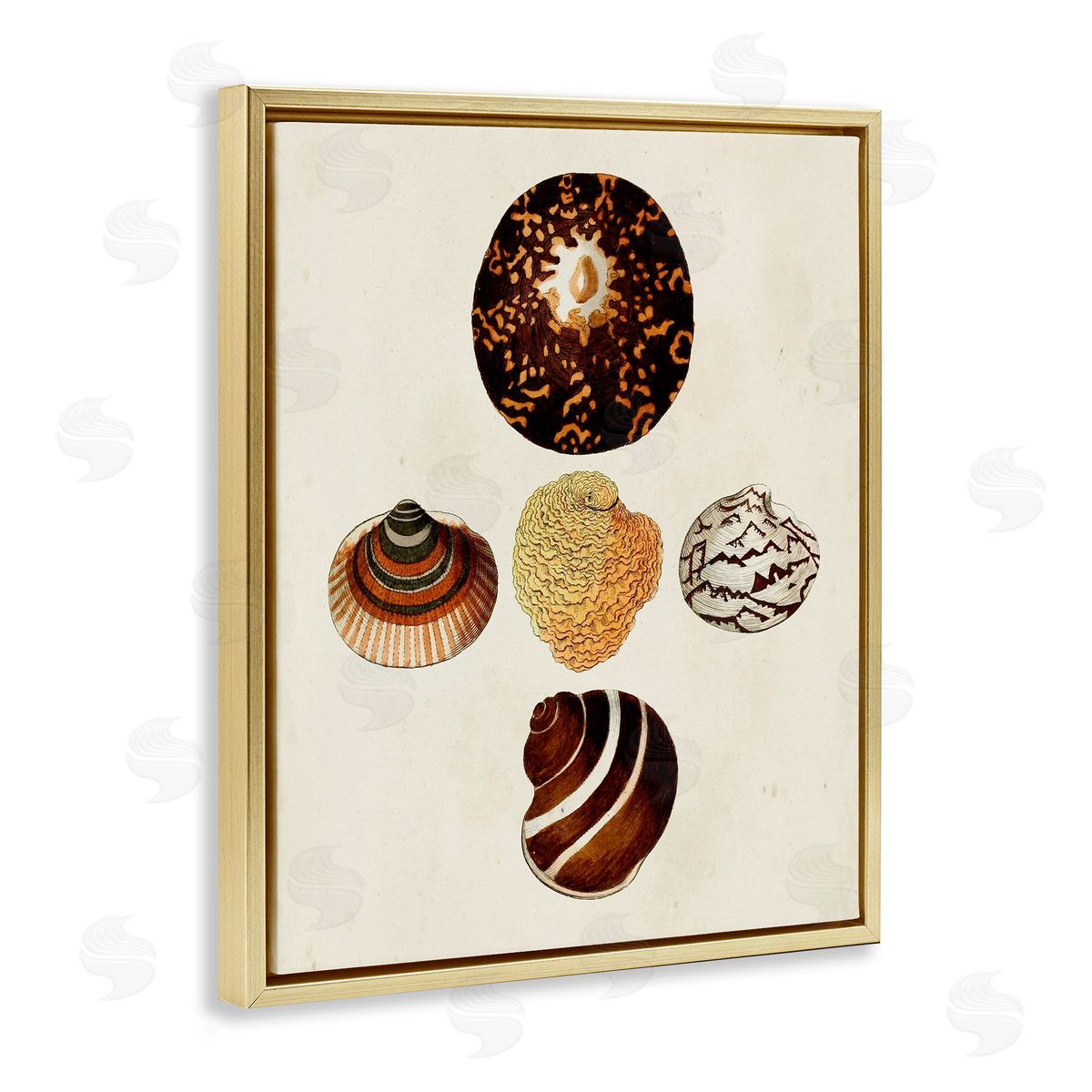 Antique Round Patterned Sea Shells Gold Floating Frame Canvas Wall Art, Home Decor by G.W. Knorr
