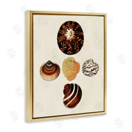 G.W. Knorr | Antique Round Patterned Sea Shells