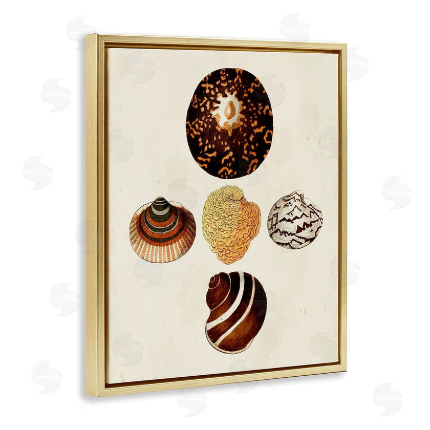 G.W. Knorr | Antique Round Patterned Sea Shells