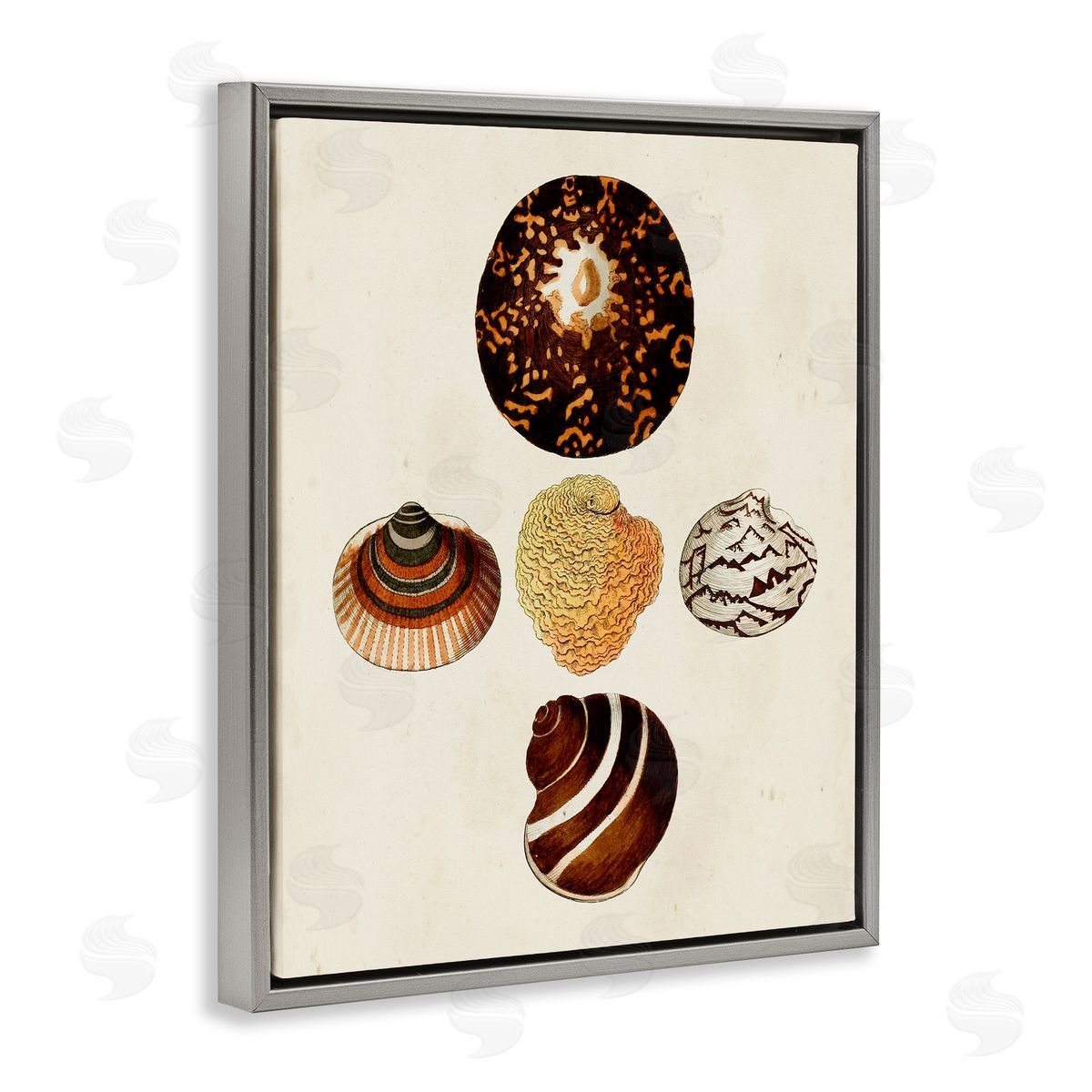 Antique Round Patterned Sea Shells Grey Floating Frame Canvas Wall Art, Home Decor by G.W. Knorr