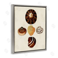 G.W. Knorr | Antique Round Patterned Sea Shells