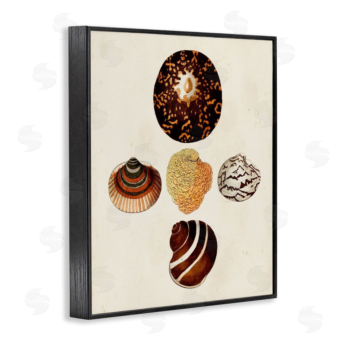 Antique Round Patterned Sea Shells Black Frame Print Wall Art, Home Decor by G.W. Knorr