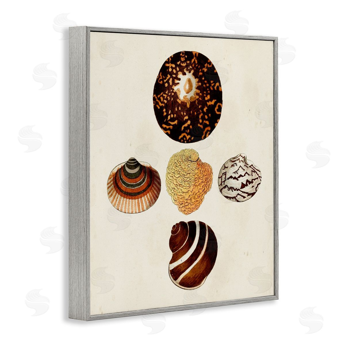 Antique Round Patterned Sea Shells Grey Frame Print Wall Art, Home Decor by G.W. Knorr