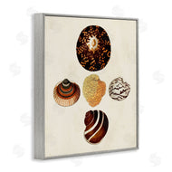 G.W. Knorr | Antique Round Patterned Sea Shells