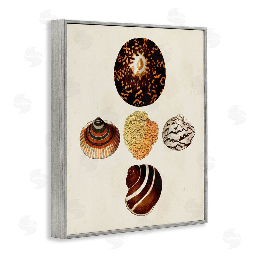 G.W. Knorr | Antique Round Patterned Sea Shells