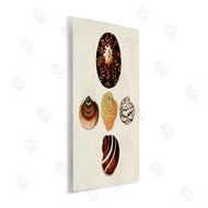 G.W. Knorr | Antique Round Patterned Sea Shells