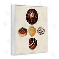 G.W. Knorr | Antique Round Patterned Sea Shells