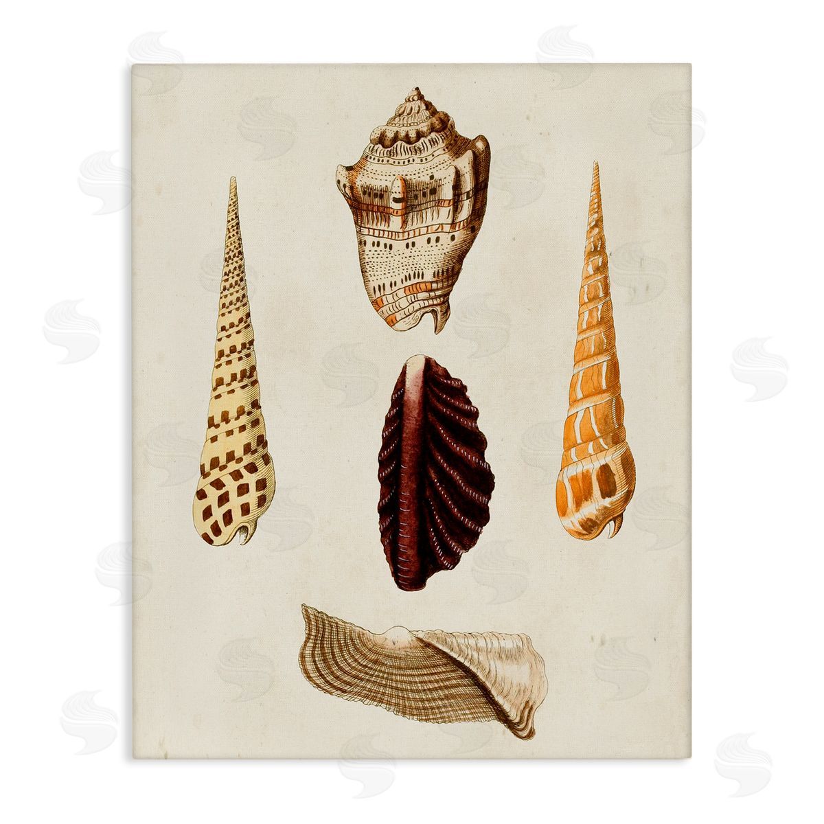 Antique Brown Sea Shells Canvas Wall Art, Home Decor by G.W. Knorr