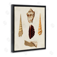 G.W. Knorr | Antique Brown Sea Shells
