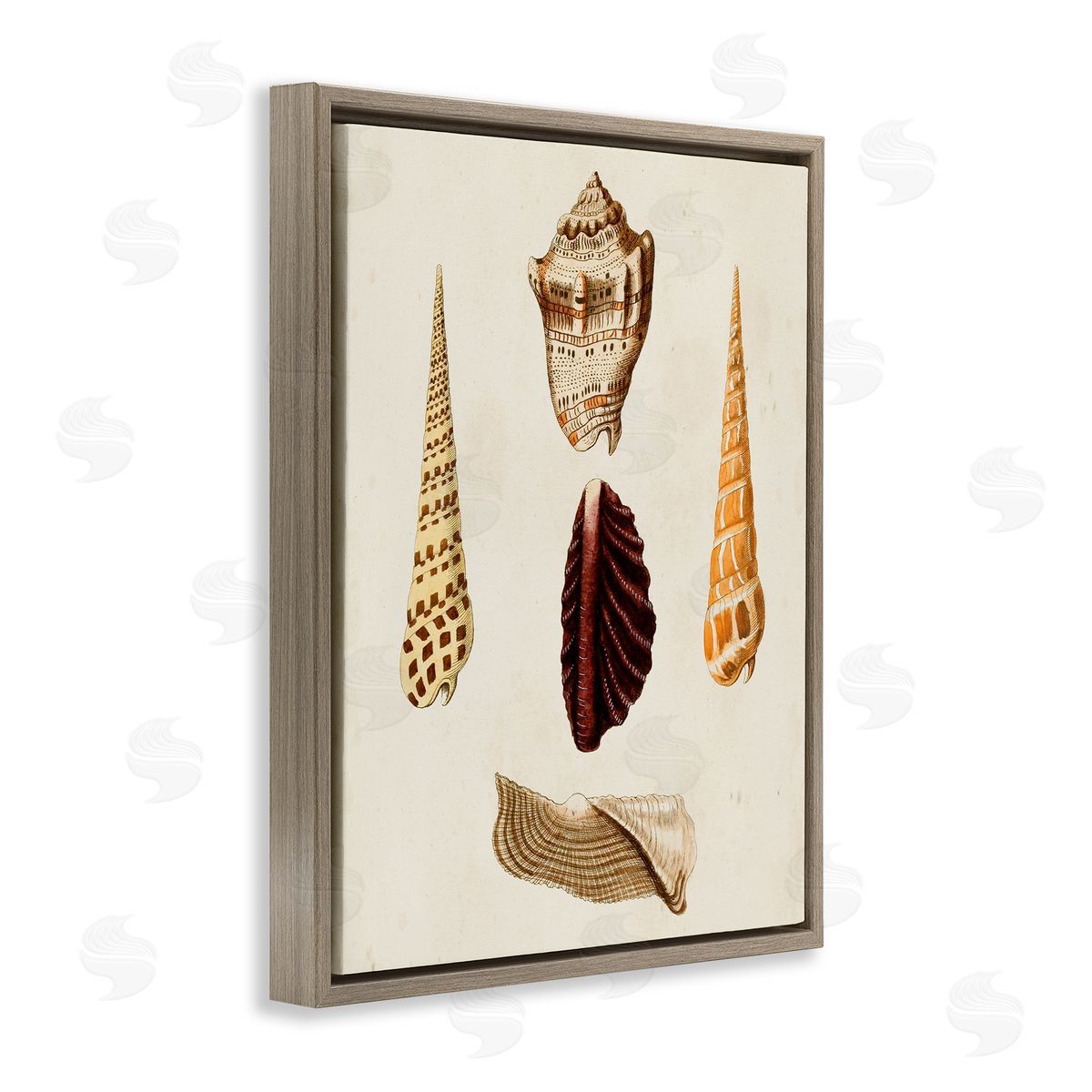 Antique Brown Sea Shells Brown Floating Frame Canvas Wall Art, Home Decor by G.W. Knorr