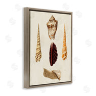 G.W. Knorr | Antique Brown Sea Shells