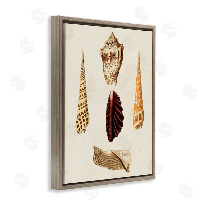 G.W. Knorr | Antique Brown Sea Shells