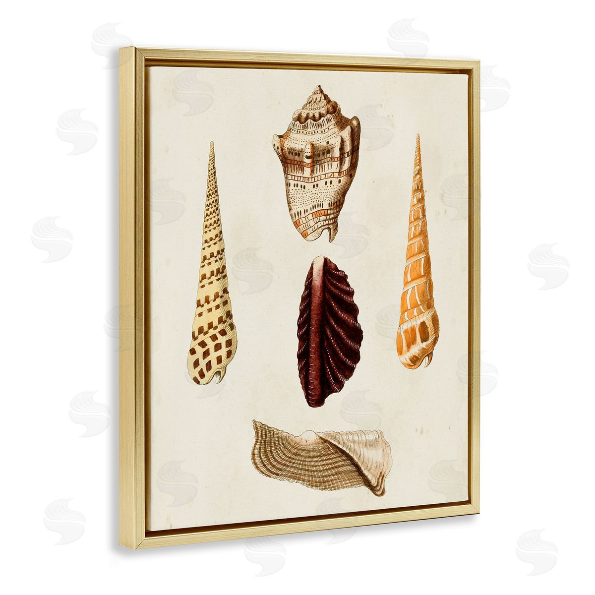Antique Brown Sea Shells Gold Floating Frame Canvas Wall Art, Home Decor by G.W. Knorr