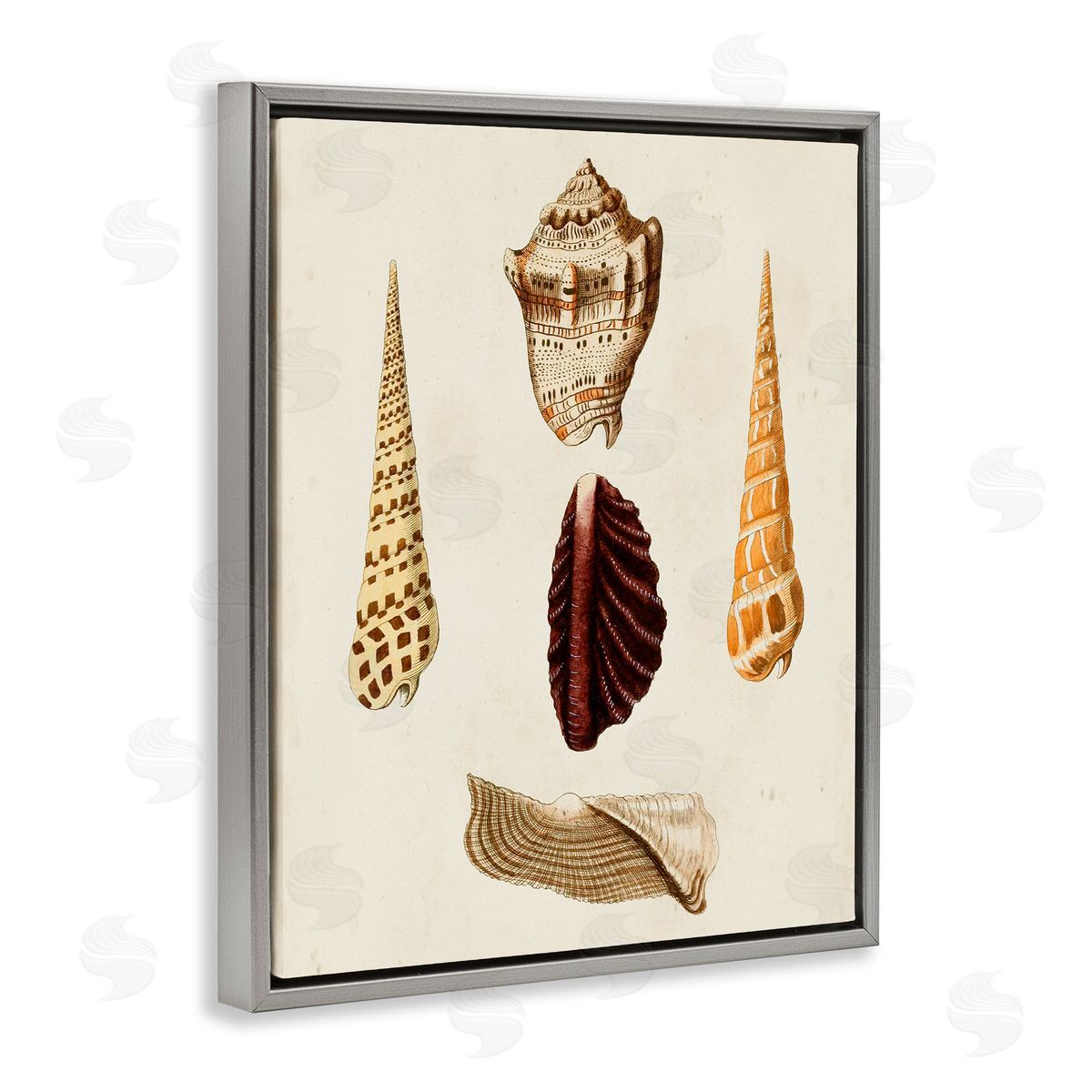 Antique Brown Sea Shells Grey Floating Frame Canvas Wall Art, Home Decor by G.W. Knorr