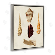 G.W. Knorr | Antique Brown Sea Shells