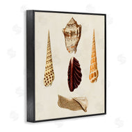 G.W. Knorr | Antique Brown Sea Shells