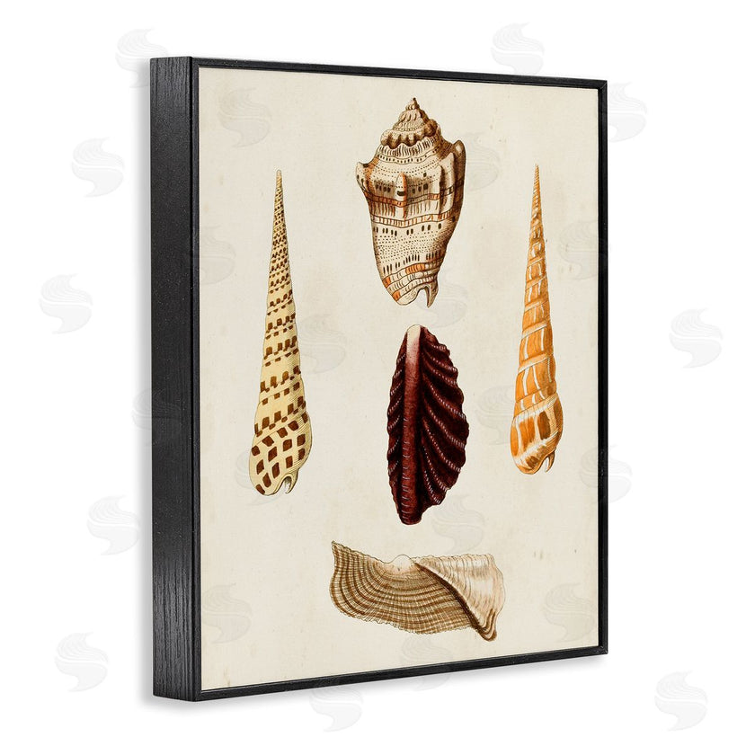 G.W. Knorr | Antique Brown Sea Shells