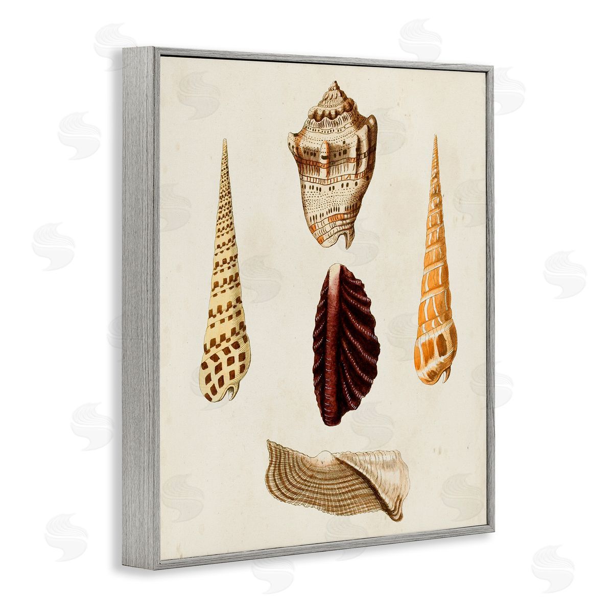 Antique Brown Sea Shells Grey Frame Print Wall Art, Home Decor by G.W. Knorr