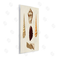 G.W. Knorr | Antique Brown Sea Shells