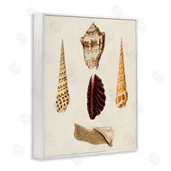 G.W. Knorr | Antique Brown Sea Shells