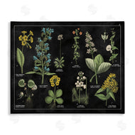 Wild Apple Portfolio | Antique Wild Flower Chart