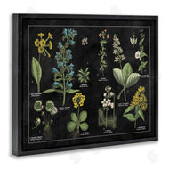 Wild Apple Portfolio | Antique Wild Flower Chart