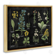Wild Apple Portfolio | Antique Wild Flower Chart