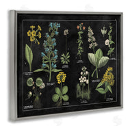 Wild Apple Portfolio | Antique Wild Flower Chart