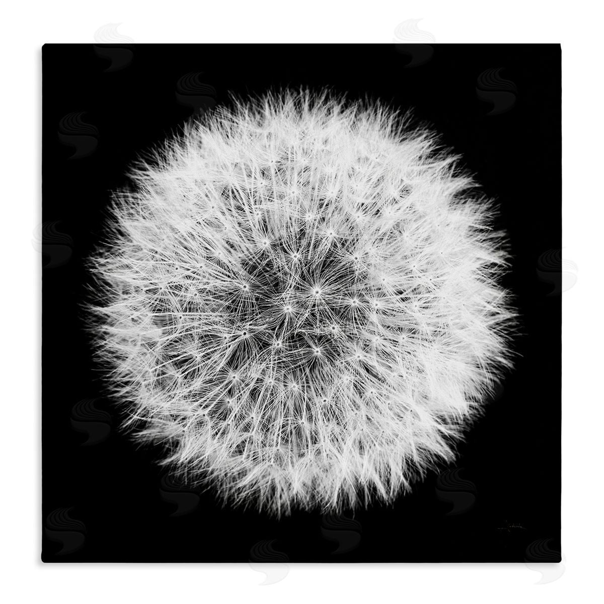 Dandelion Black & White Photograph Canvas Wall Art, Home Decor by Aledanda