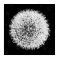 Aledanda | Dandelion Black & White Photograph
