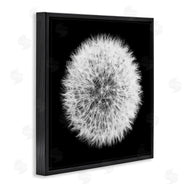 Aledanda | Dandelion Black & White Photograph