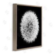 Aledanda | Dandelion Black & White Photograph