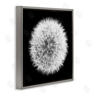 Aledanda | Dandelion Black & White Photograph