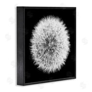 Aledanda | Dandelion Black & White Photograph