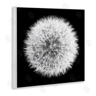 Aledanda | Dandelion Black & White Photograph