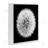 Aledanda | Dandelion Black & White Photograph