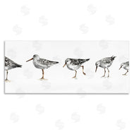 Lisa Audit | Sandpiper Birds in Line