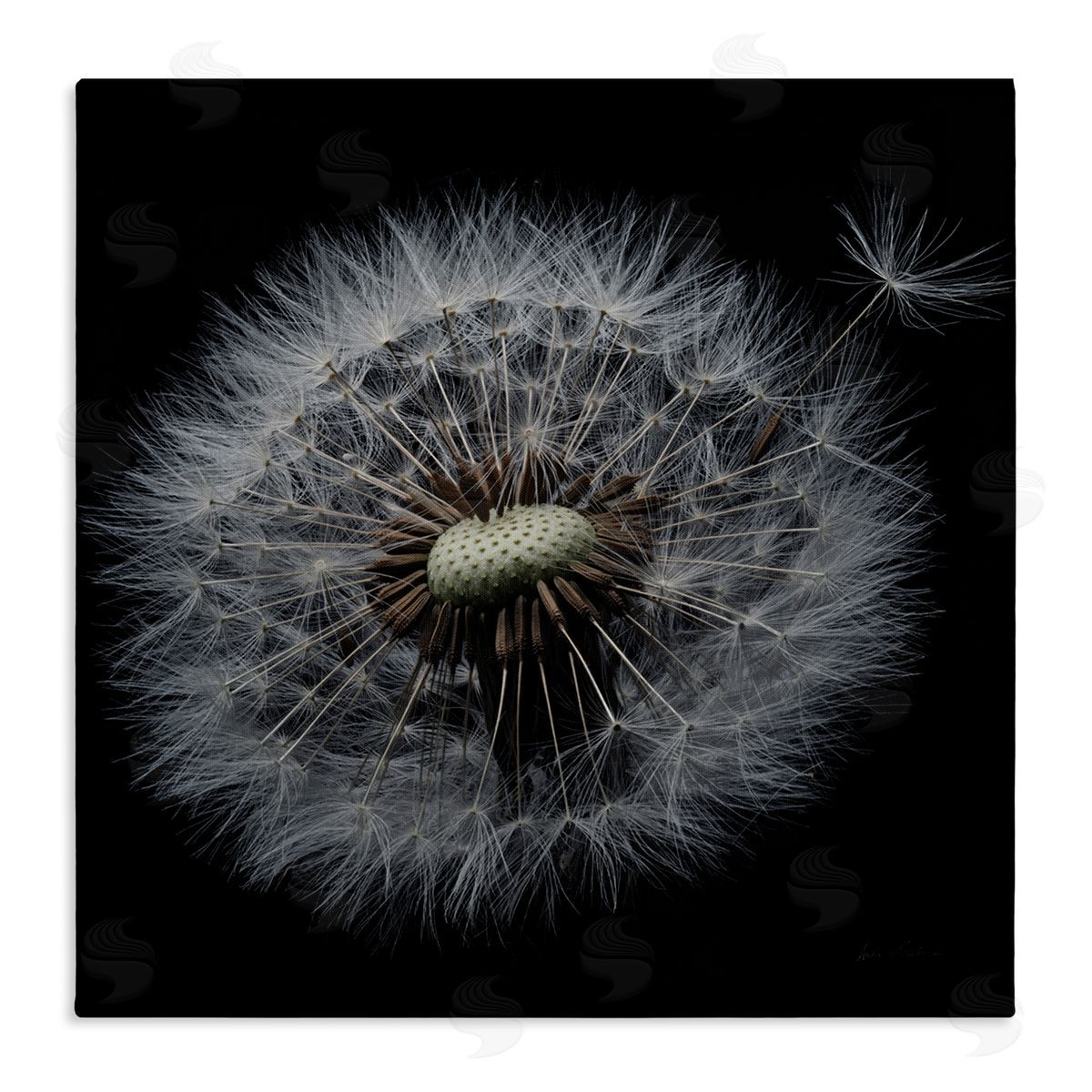 Close Up Dandelion Petals Canvas Wall Art, Home Decor by Andre Eichman