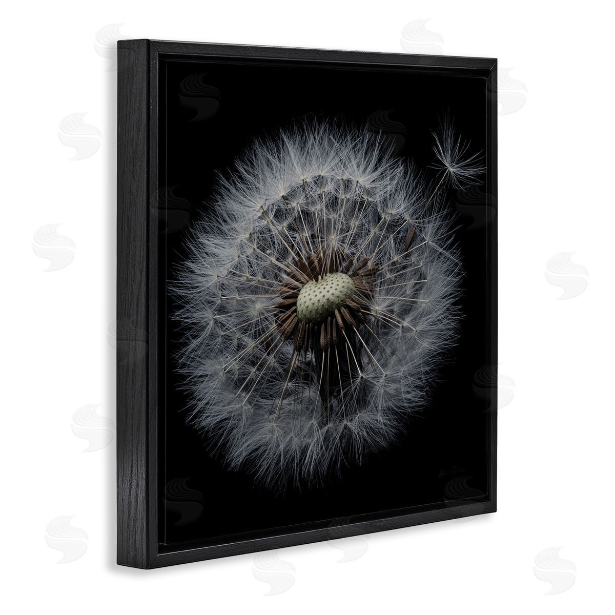 Close Up Dandelion Petals Black Floating Frame Canvas Wall Art, Home Decor by Andre Eichman