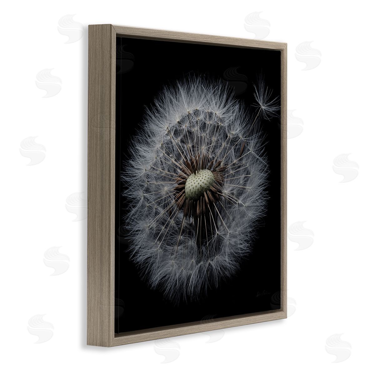 Close Up Dandelion Petals Brown Floating Frame Canvas Wall Art, Home Decor by Andre Eichman