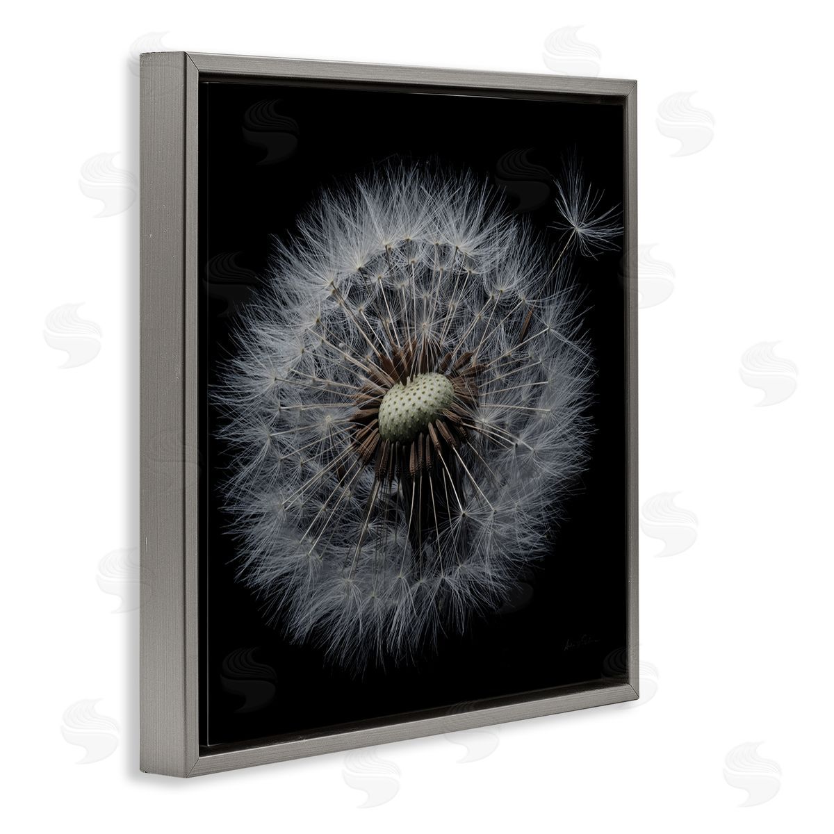 Close Up Dandelion Petals Grey Floating Frame Canvas Wall Art, Home Decor by Andre Eichman