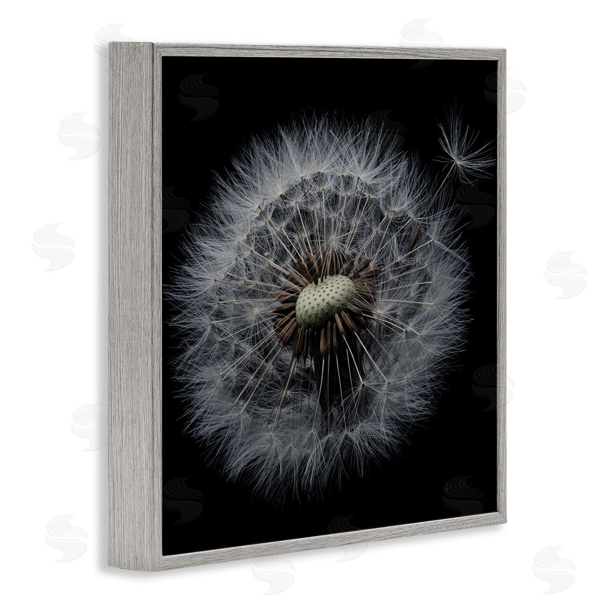 Close Up Dandelion Petals Grey Frame Print Wall Art, Home Decor by Andre Eichman