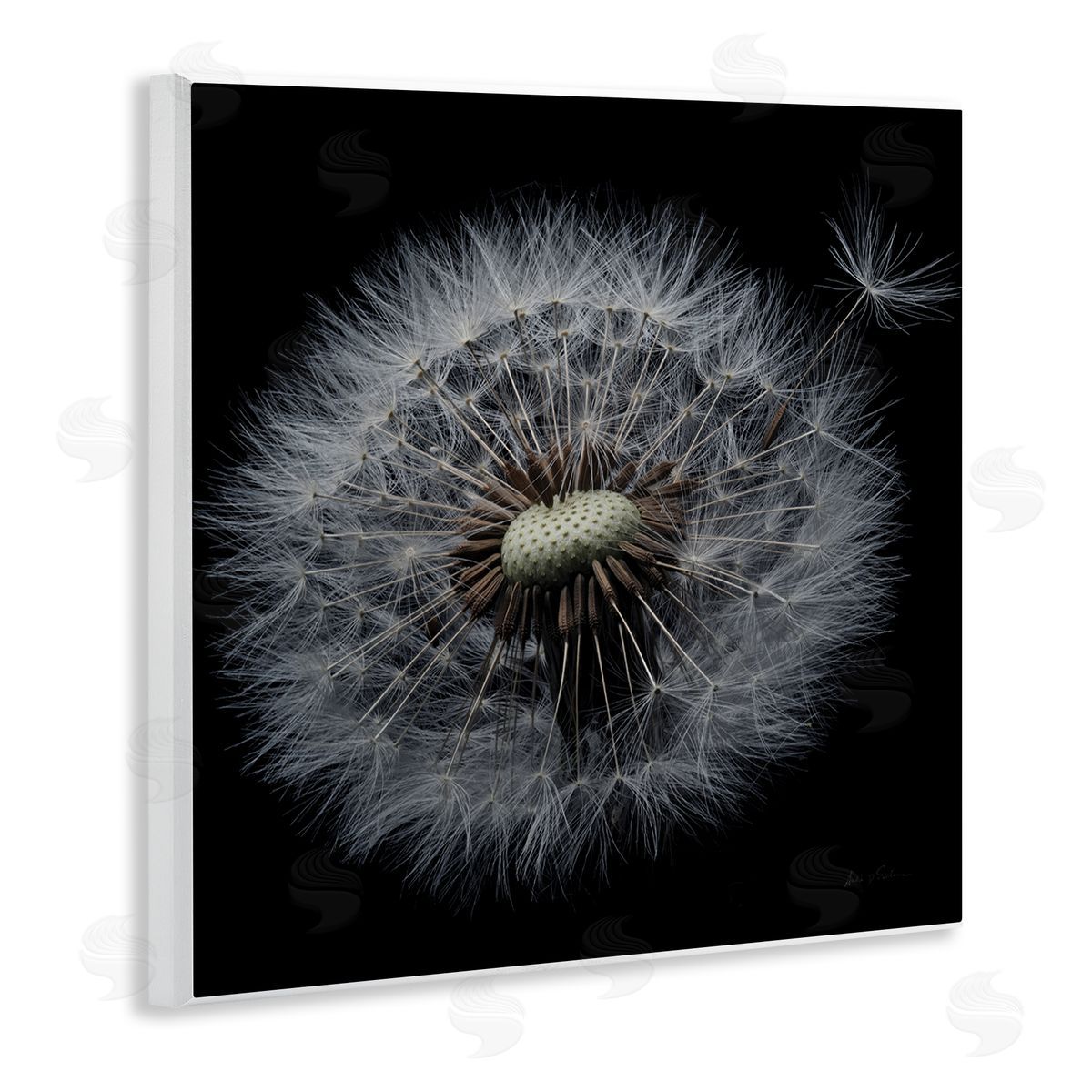 Close Up Dandelion Petals Wood Plaque Wall Art, Home Decor by Andre Eichman
