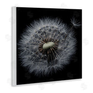 Andre Eichman | Close Up Dandelion Petals