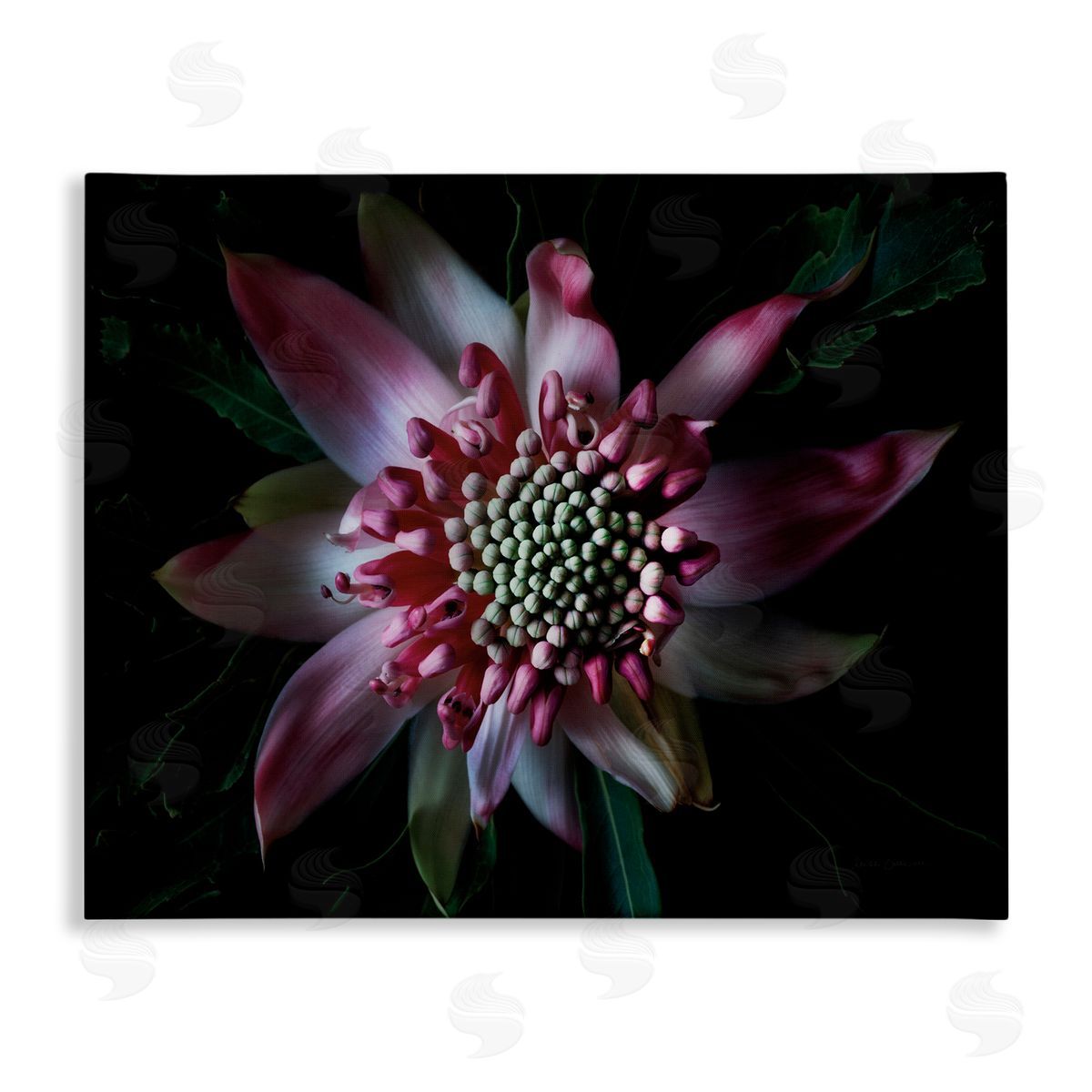 Close Up Flower Pistil Details Canvas Wall Art, Home Decor by Elise Catterall