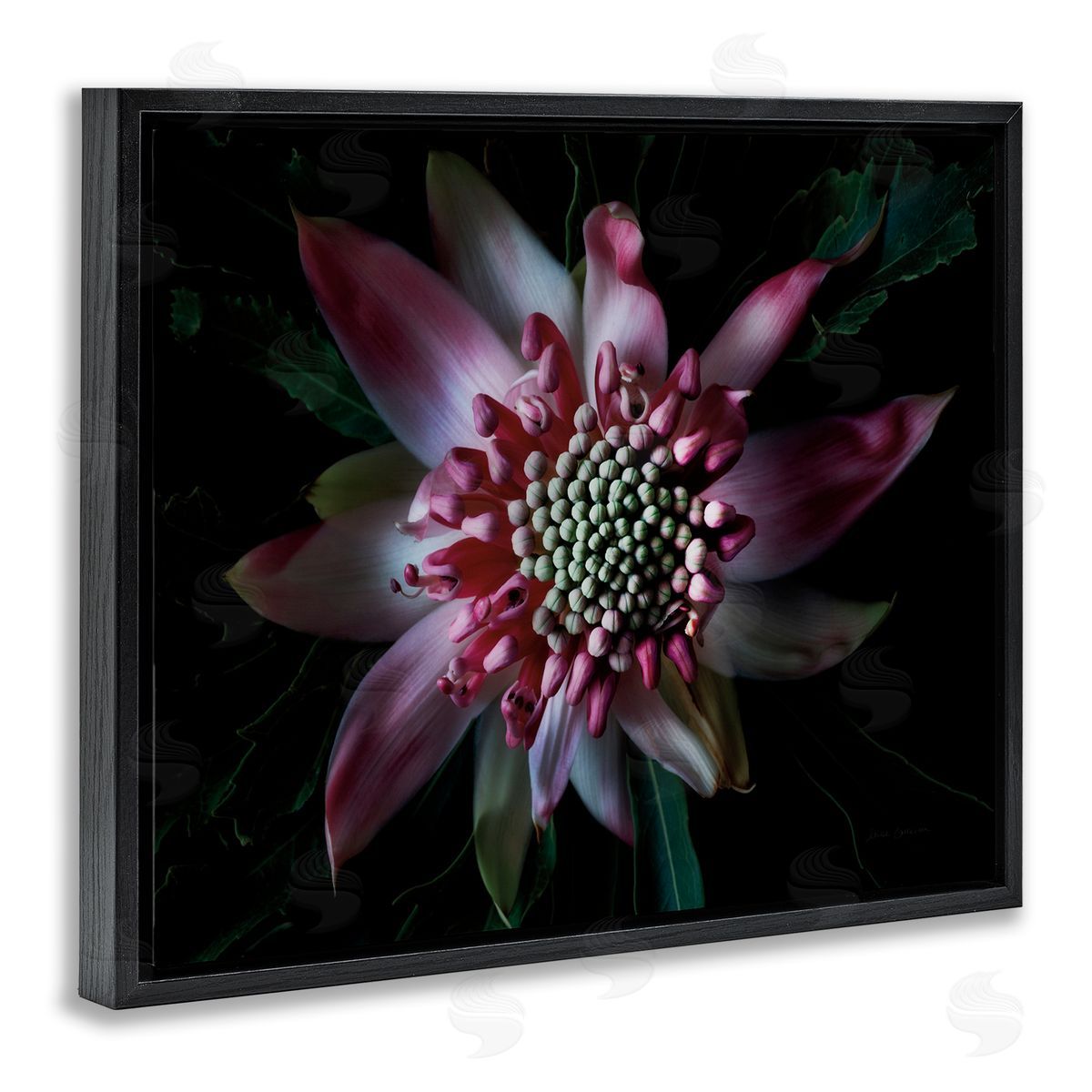 Close Up Flower Pistil Details Black Floating Frame Canvas Wall Art, Home Decor by Elise Catterall
